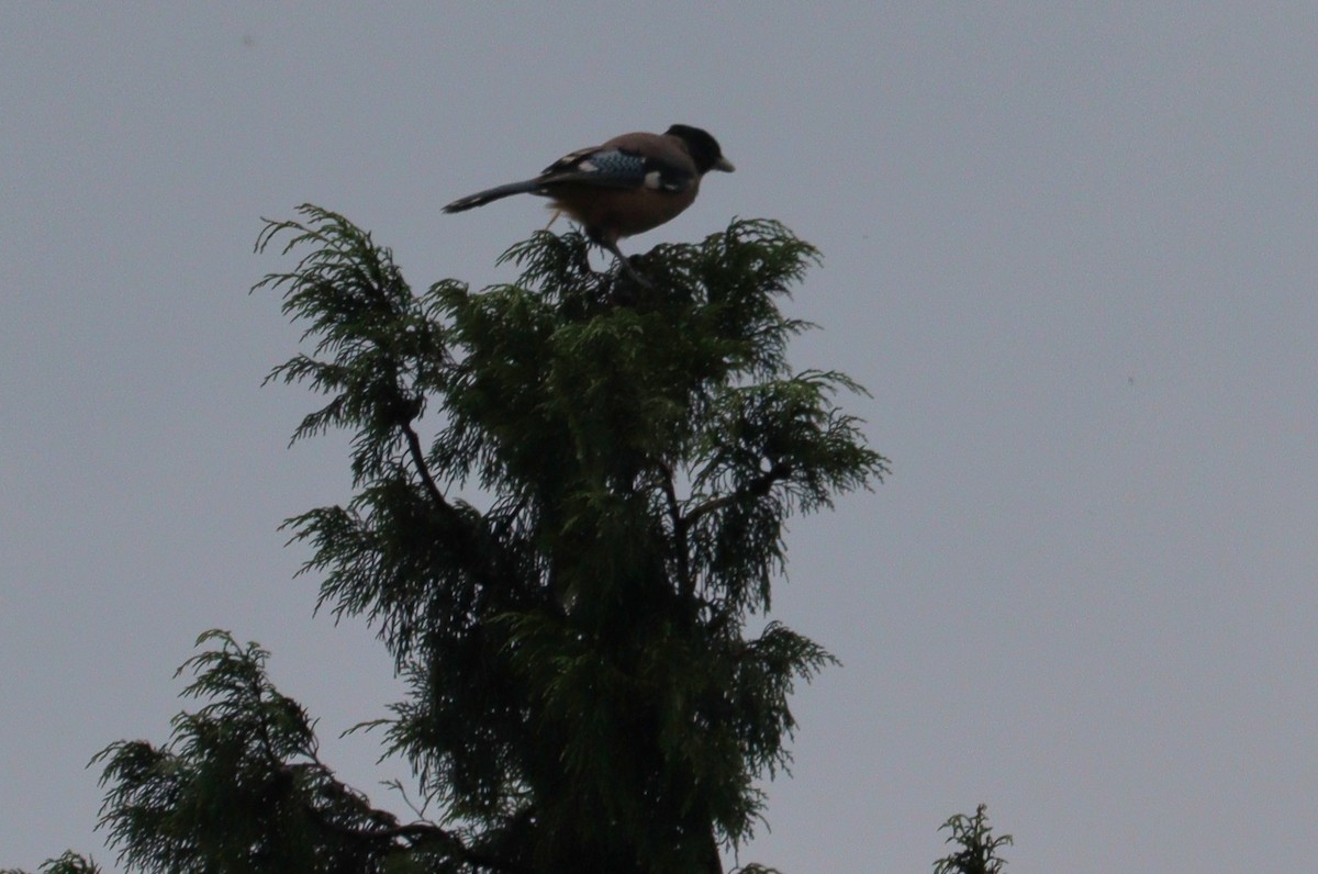 Black-headed Jay - ML640649217
