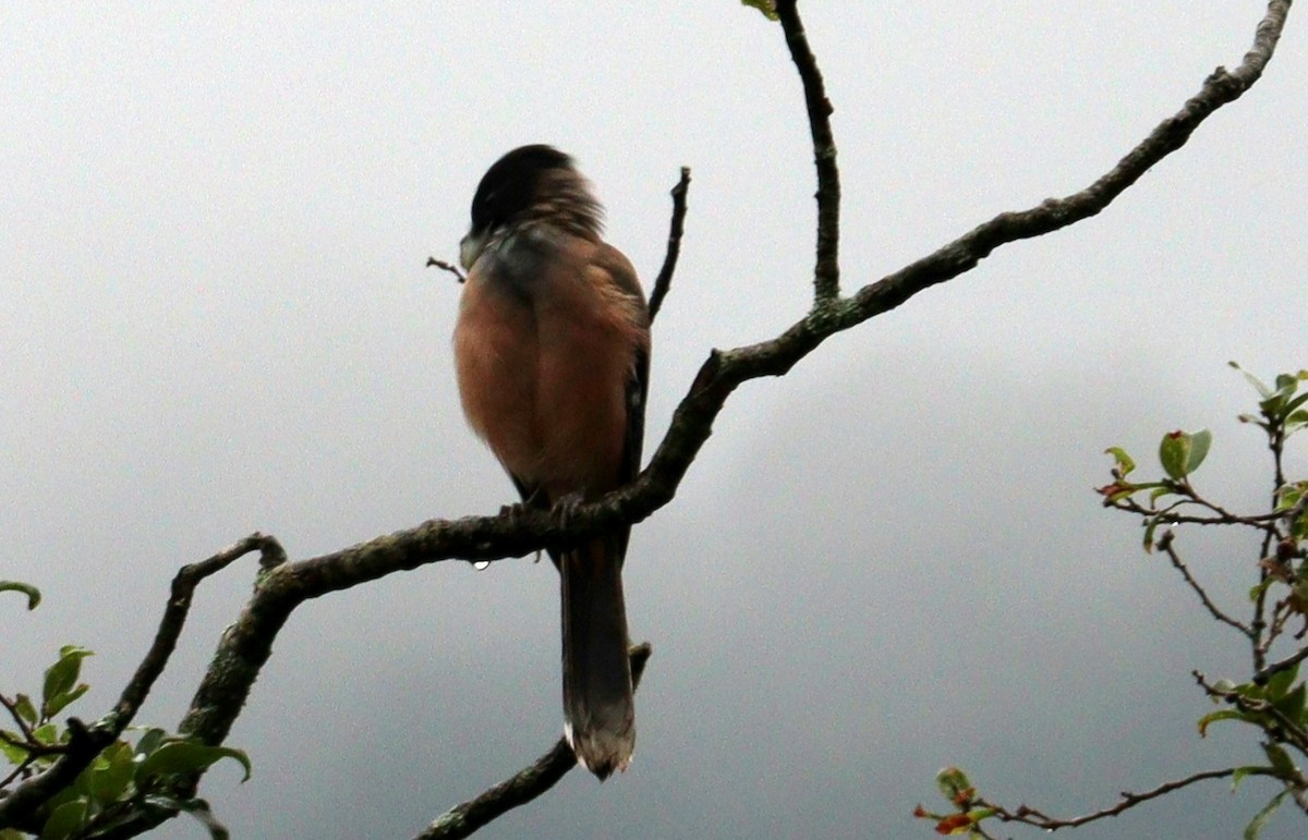 Black-headed Jay - ML640649218