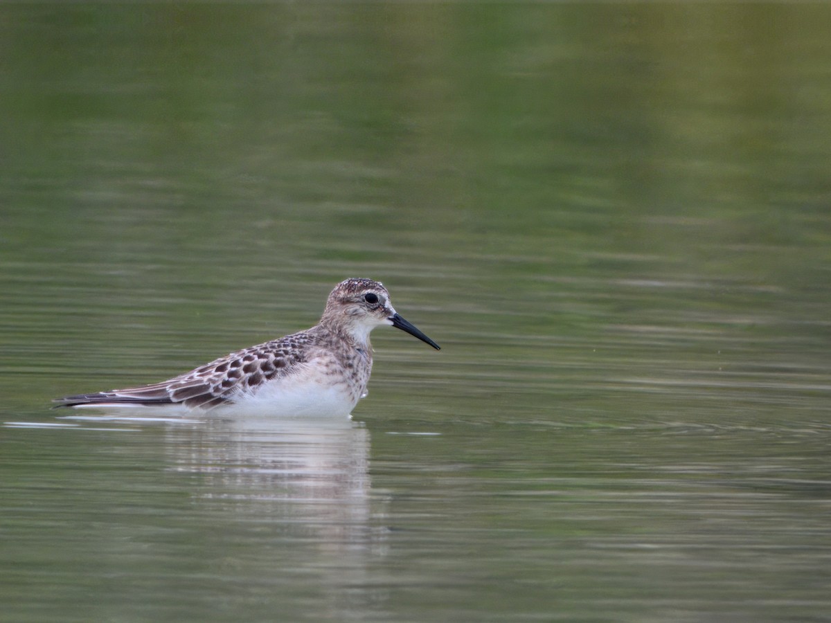 Baird's Sandpiper - ML640649328