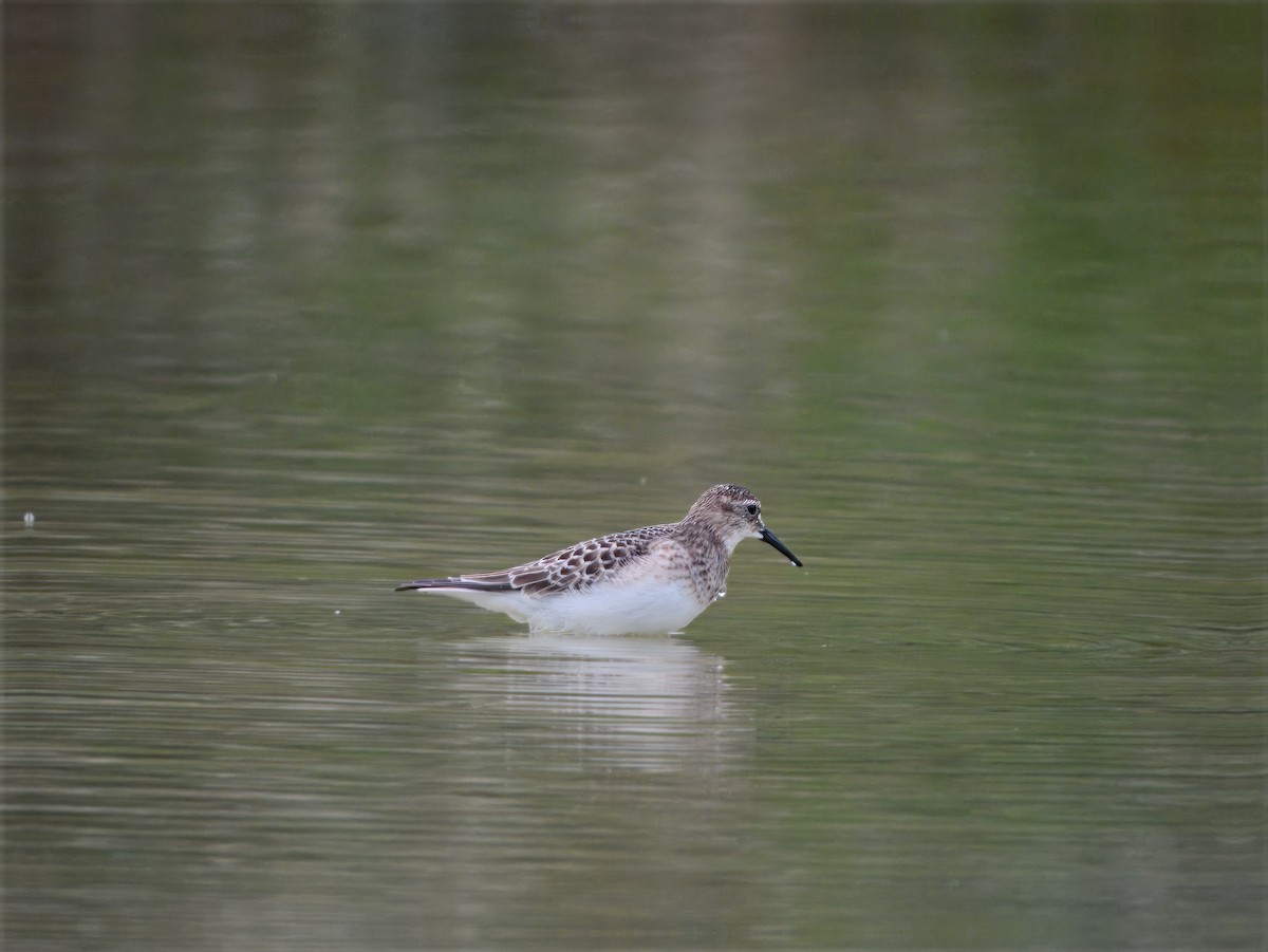 Baird's Sandpiper - ML640649329