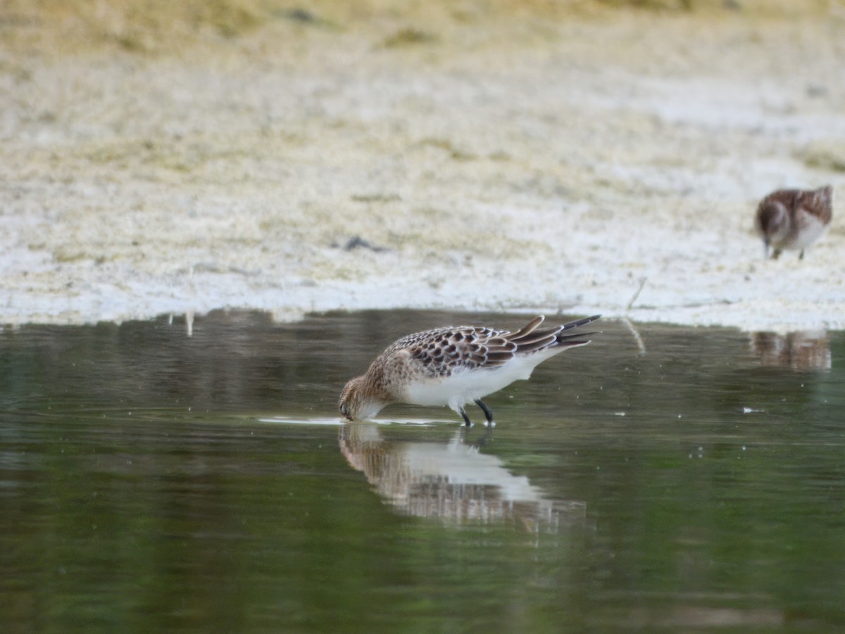 Baird's Sandpiper - ML640649362