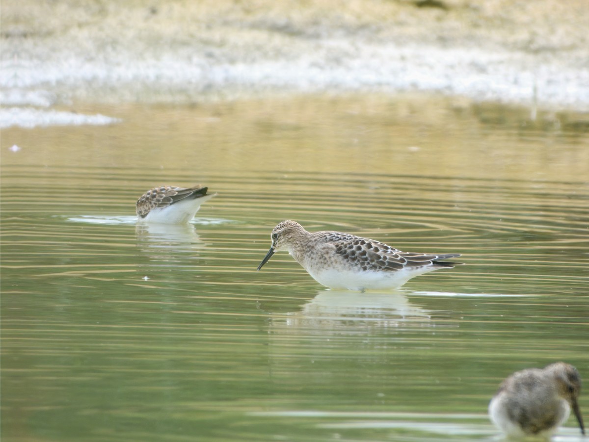 Baird's Sandpiper - ML640649363
