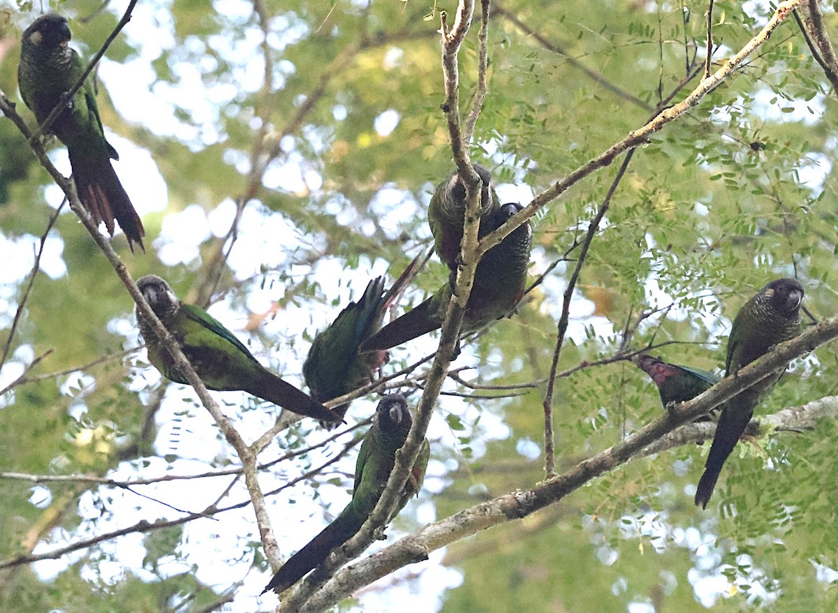 Maroon-faced Parakeet - ML640649394