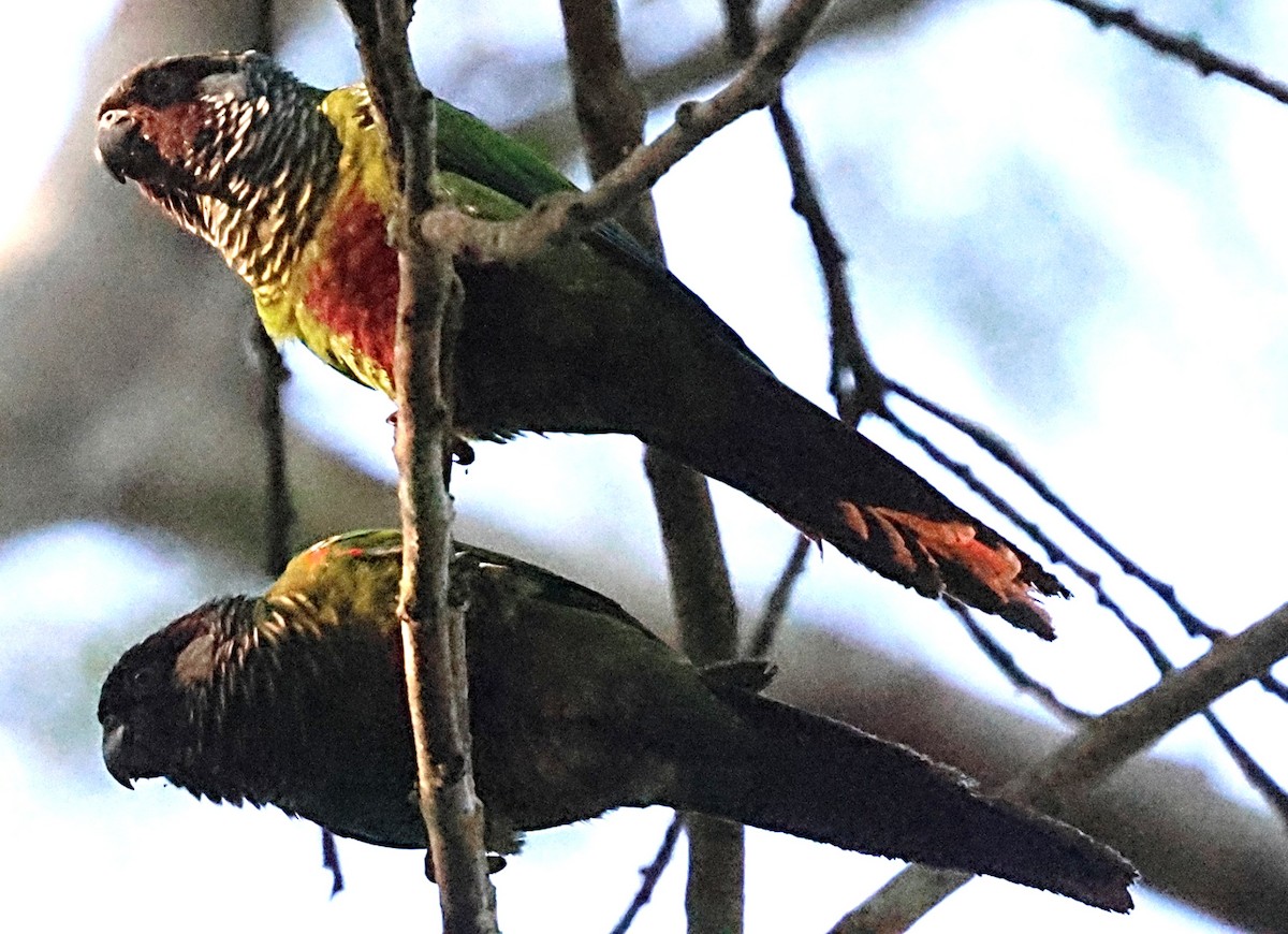 Maroon-faced Parakeet - ML640649395