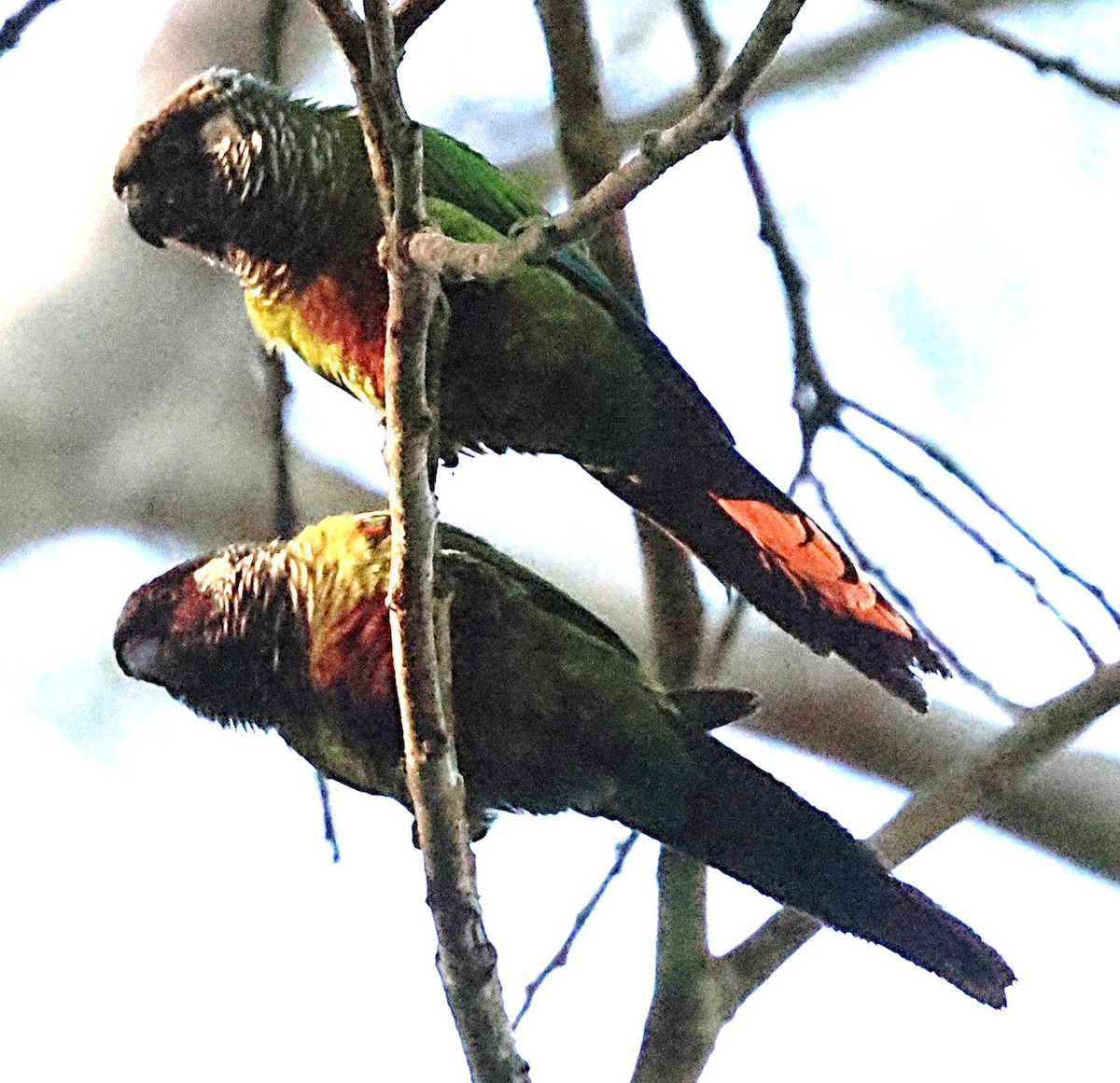 Maroon-faced Parakeet - ML640649396