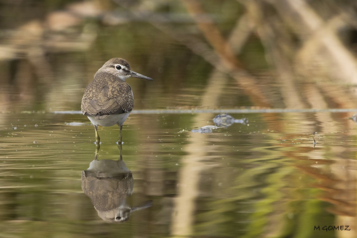 Common Sandpiper - ML640649418