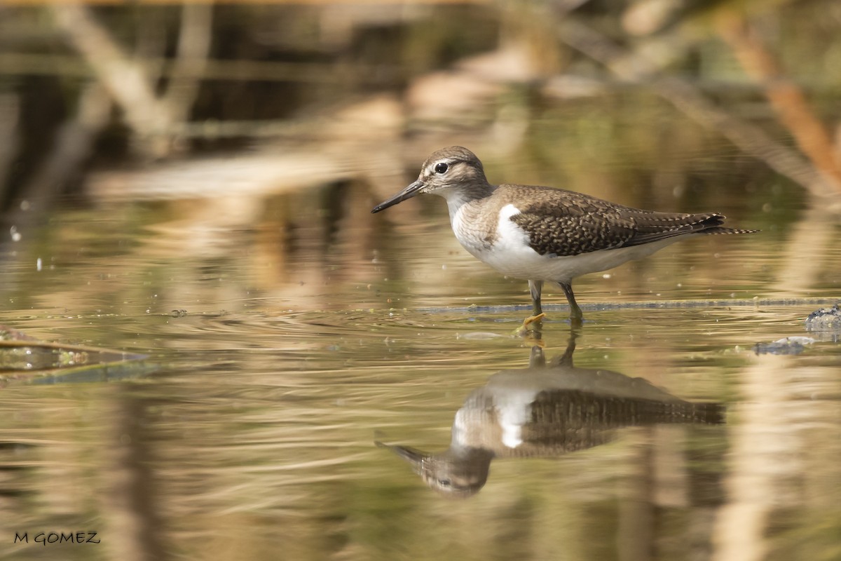 Common Sandpiper - ML640649419