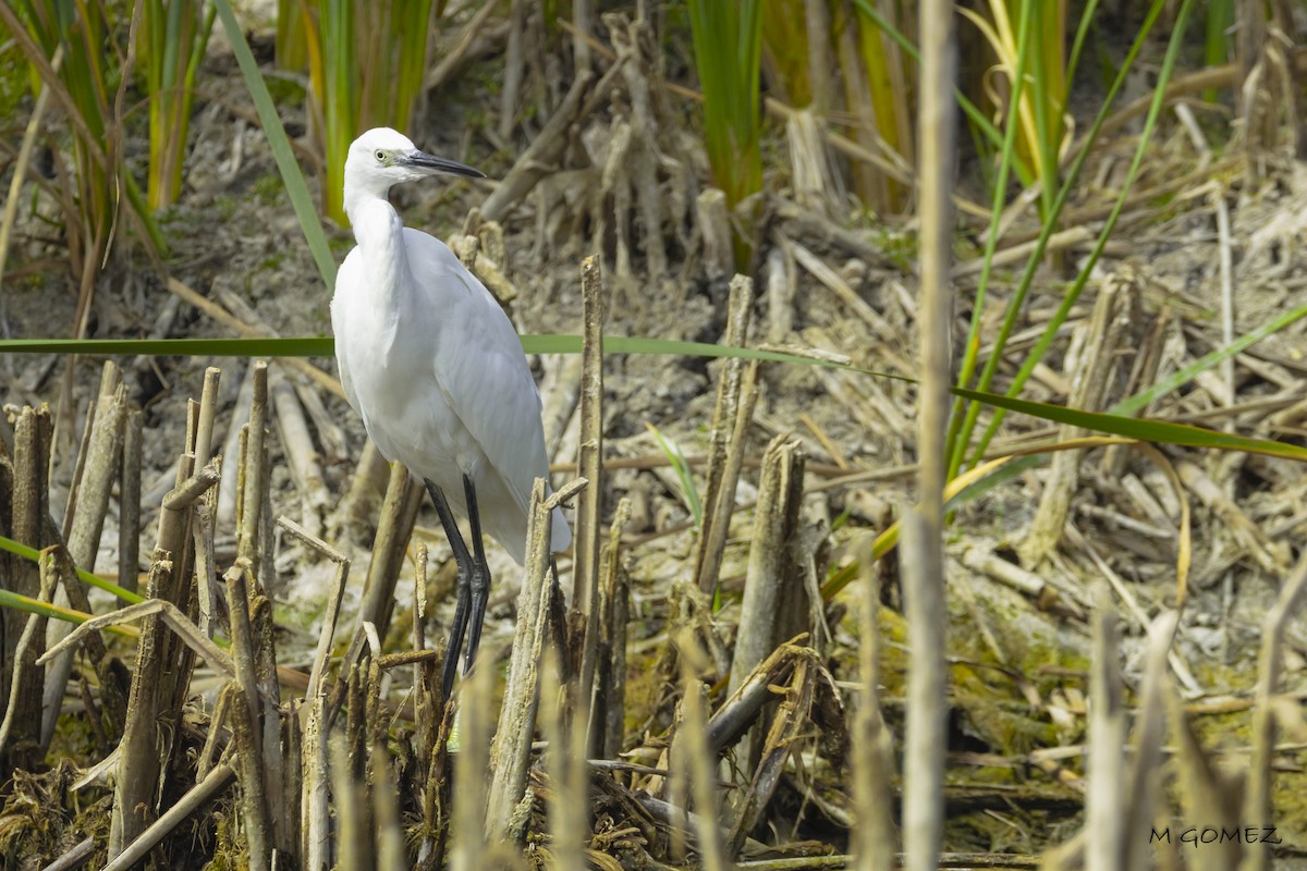 Little Egret - ML640649429