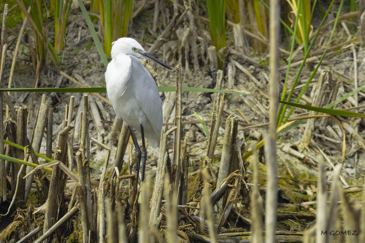 Little Egret - ML640649430