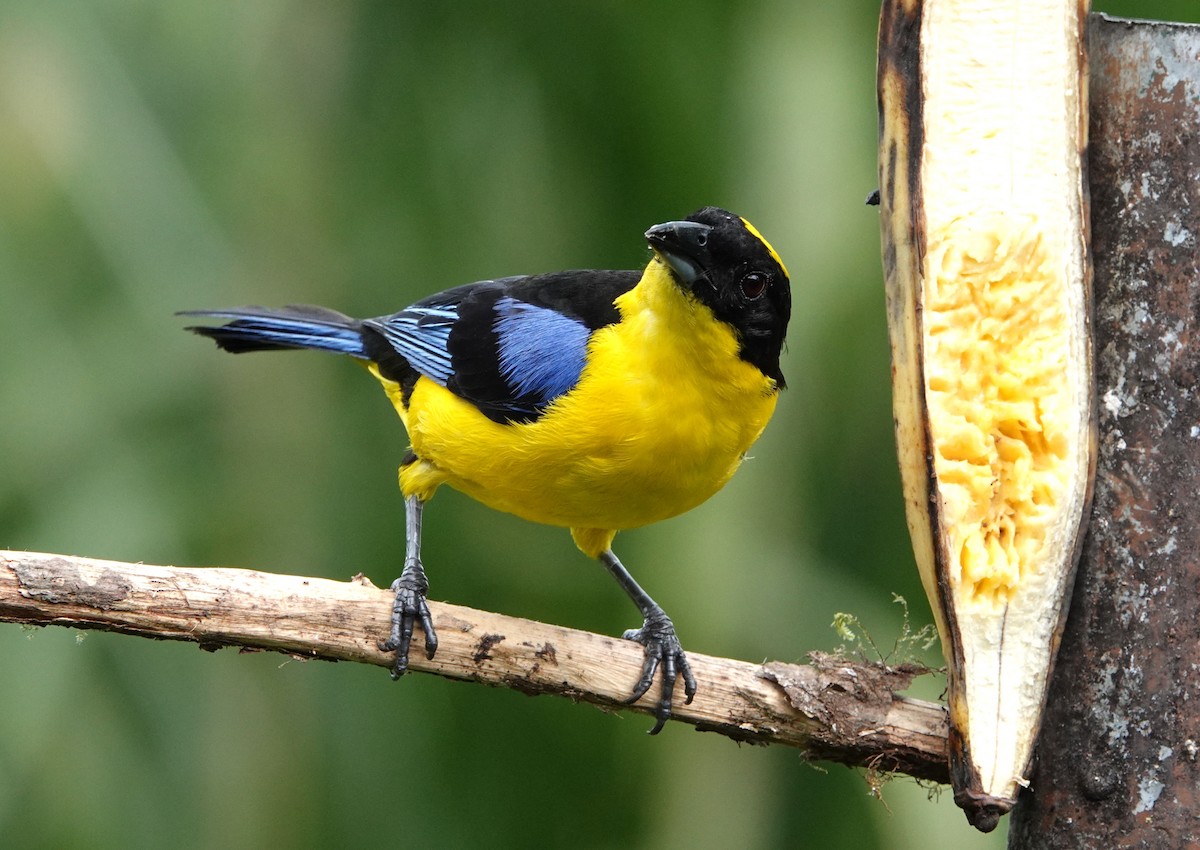 Blue-winged Mountain Tanager - ML640649579