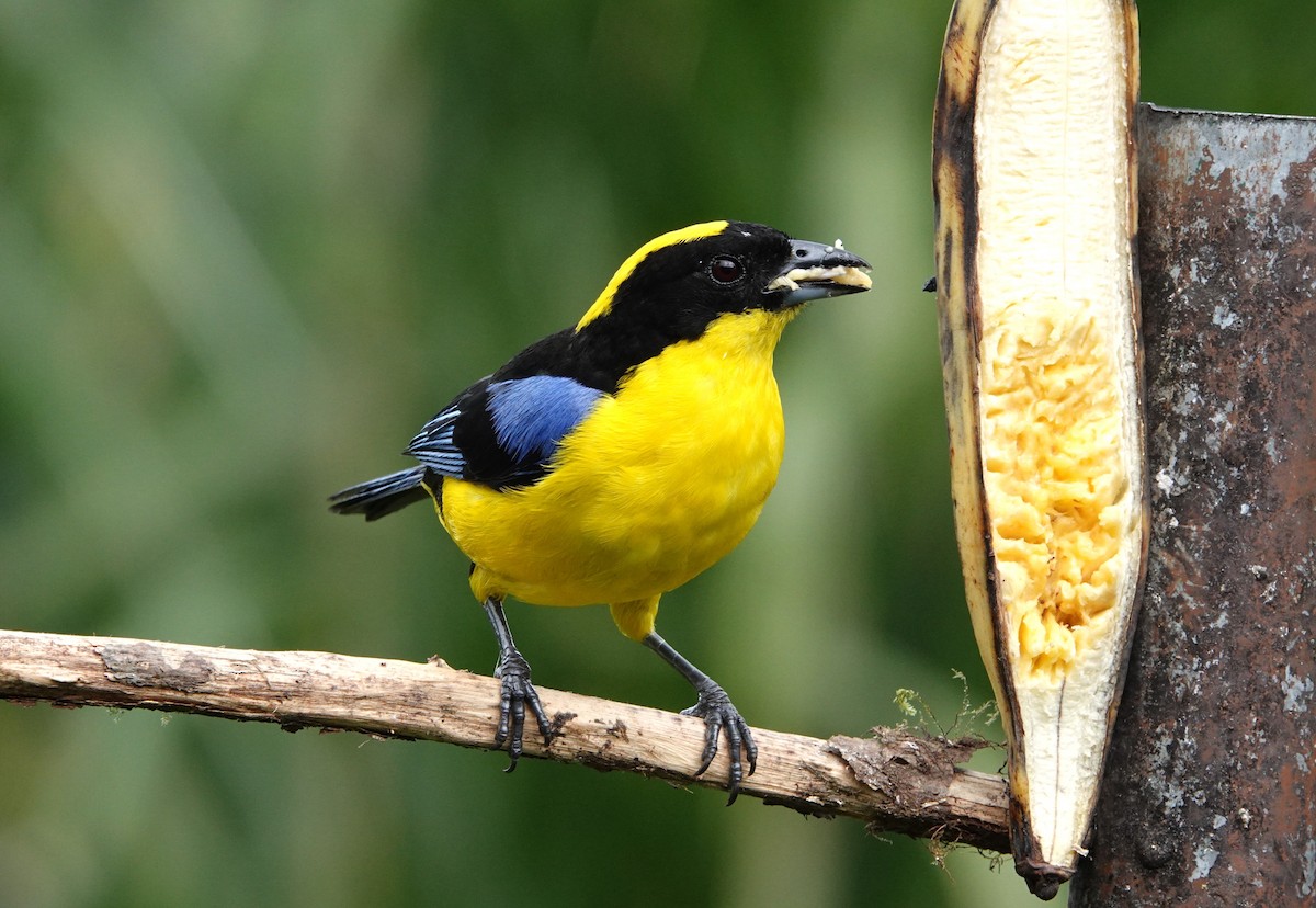 Blue-winged Mountain Tanager - ML640649585