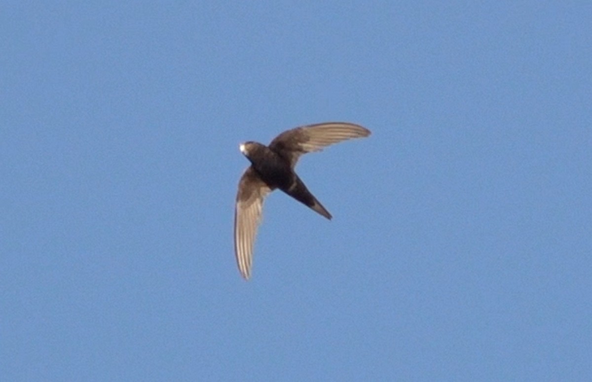 Common Swift - ML640649677