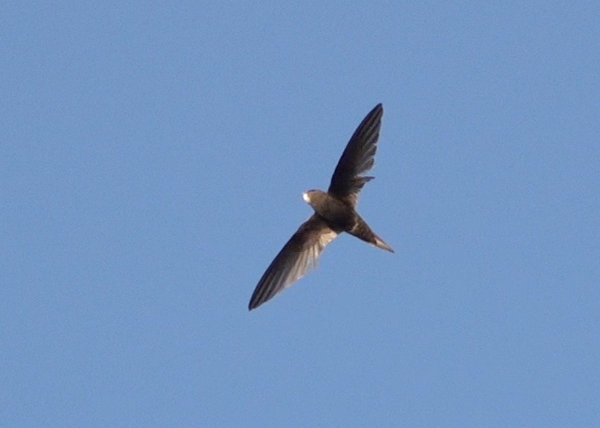 Common Swift - ML640649678