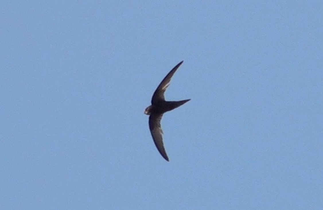 Common Swift - ML640649679