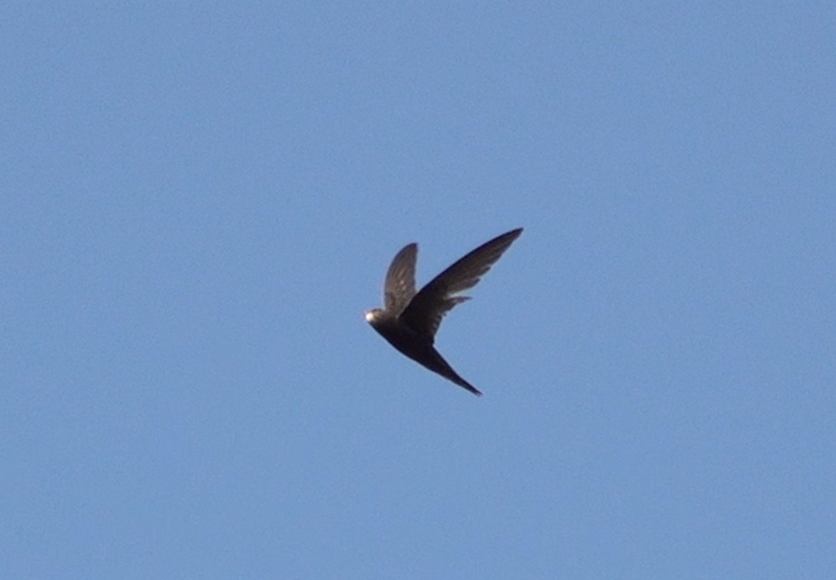 Common Swift - ML640649682