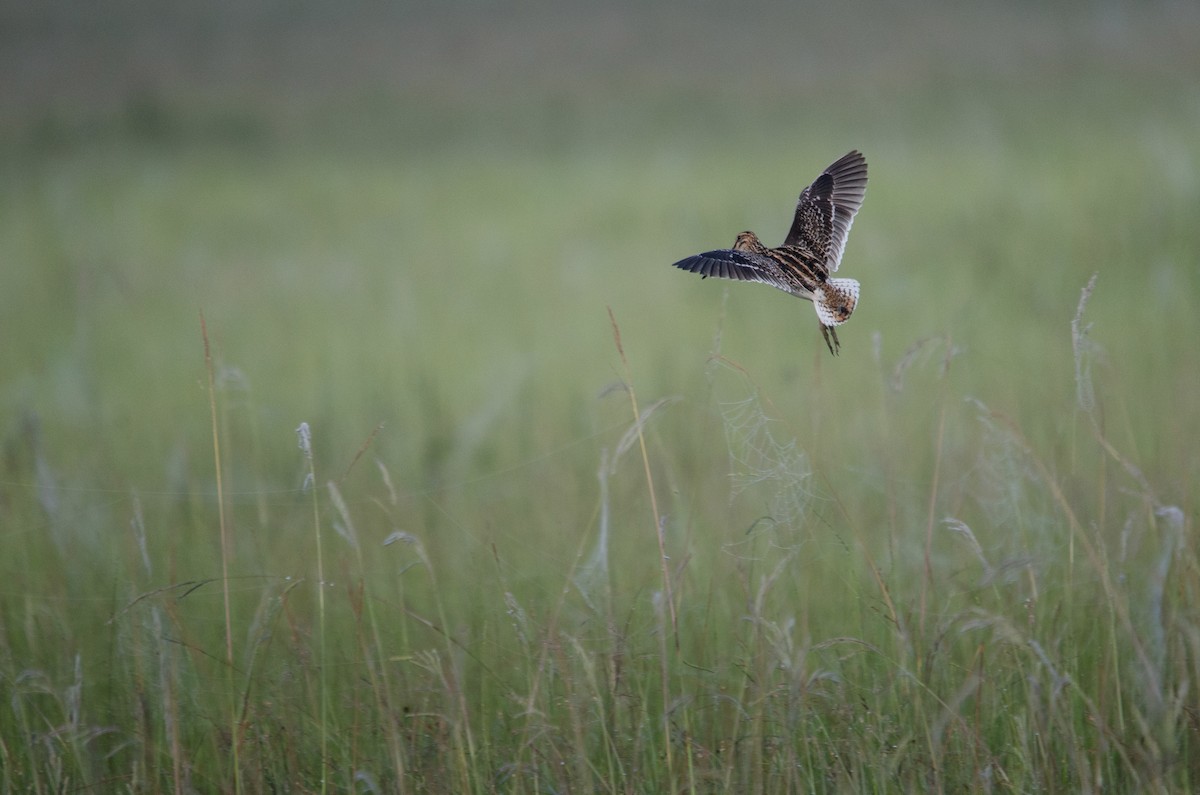 African Snipe - ML640649687