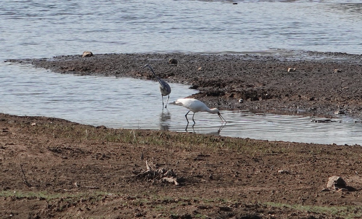 Eurasian Spoonbill - ML640649689