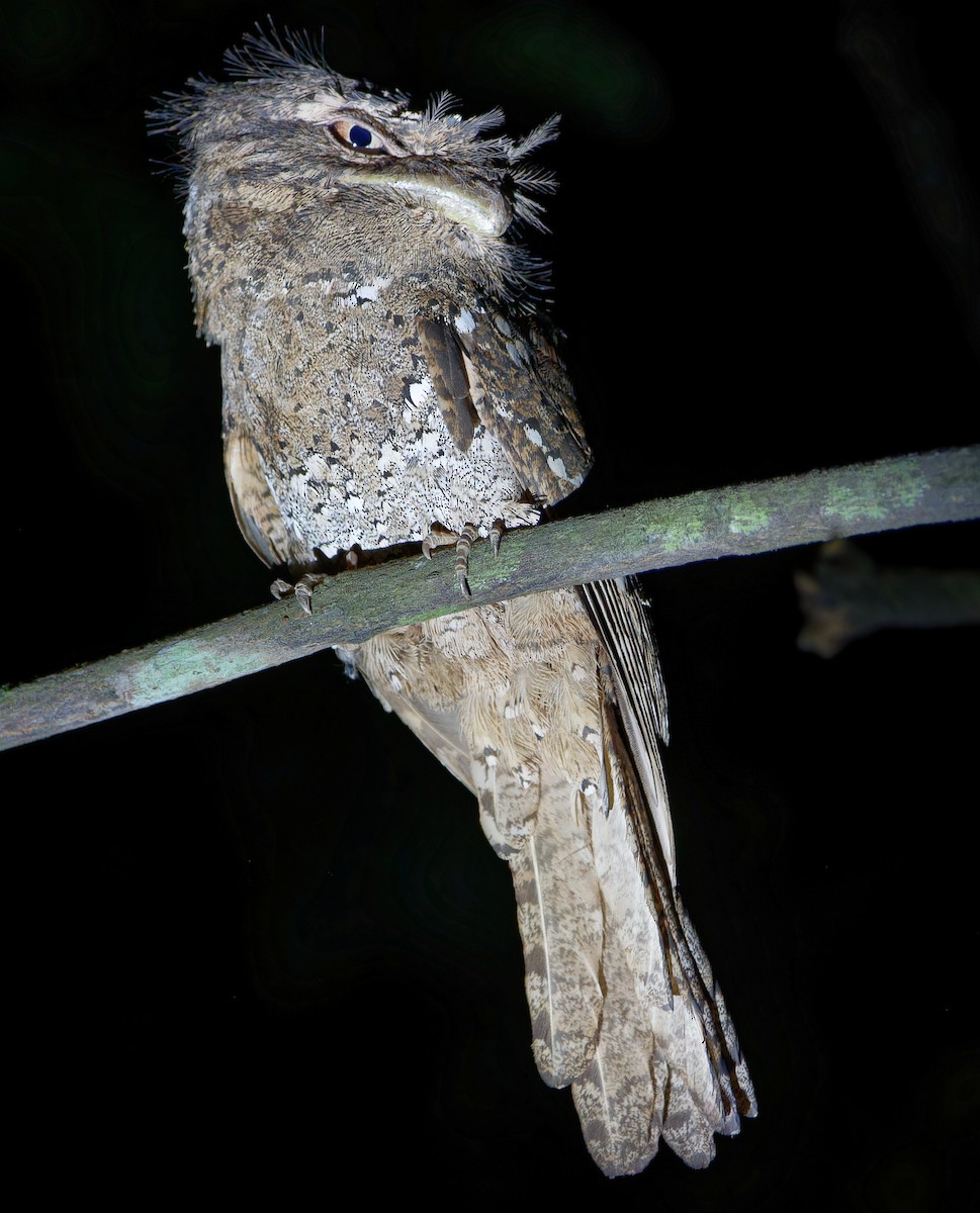 Sri Lanka Frogmouth - ML640649703