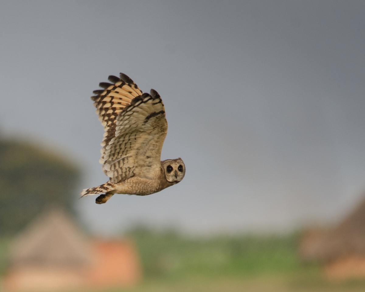 Marsh Owl - ML640649731