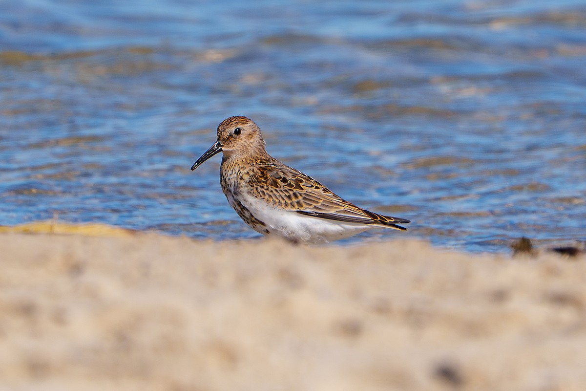 Dunlin - ML640649744