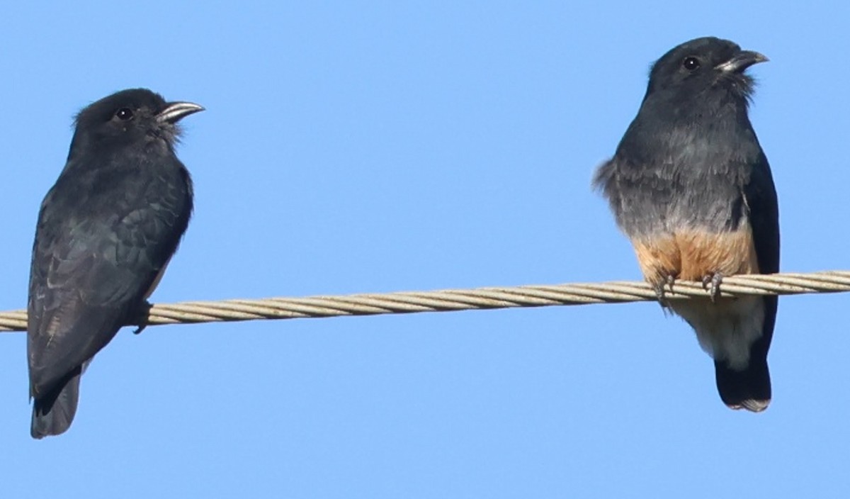 Swallow-winged Puffbird - ML640649752