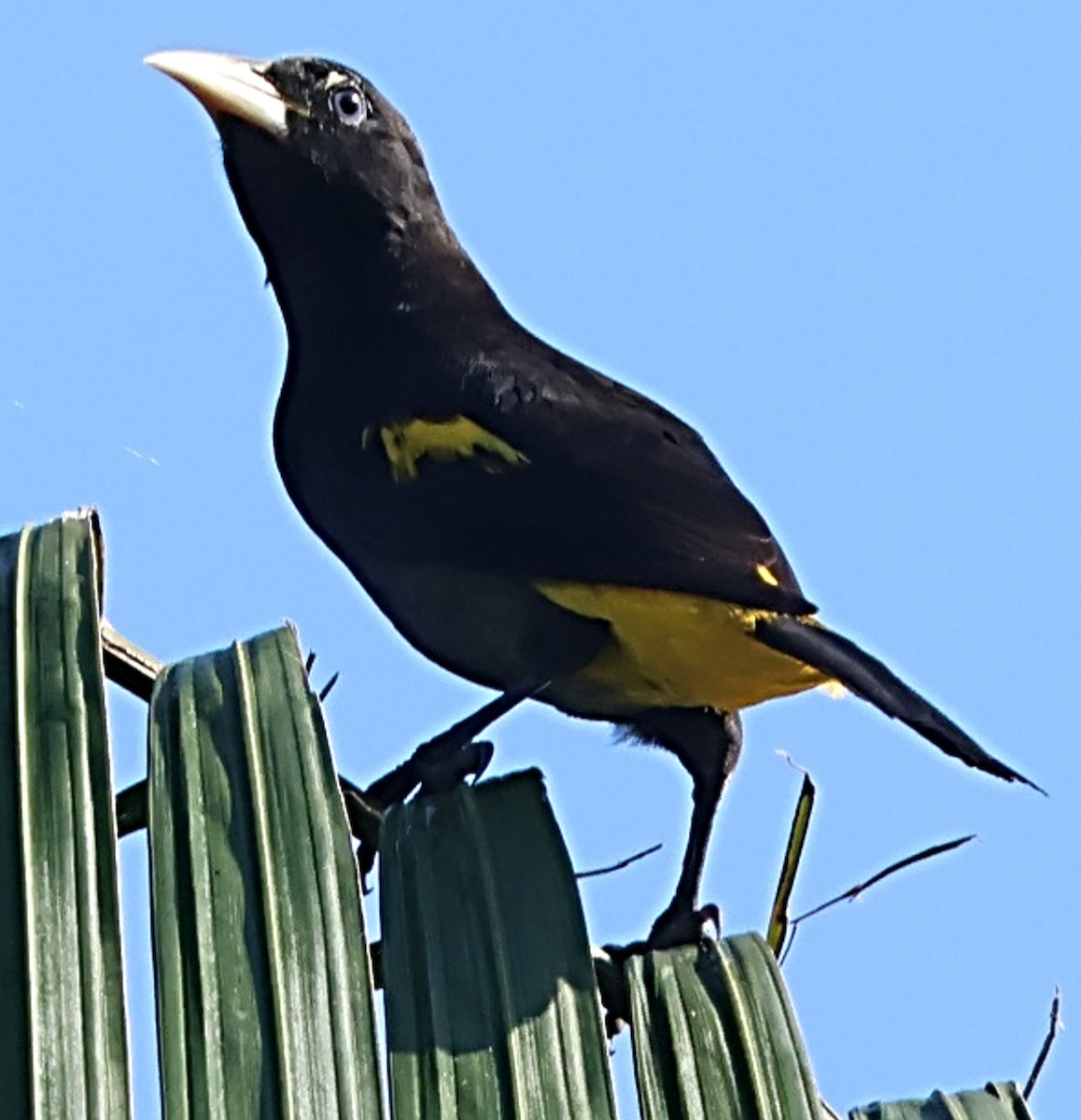 Yellow-rumped Cacique - ML640649838