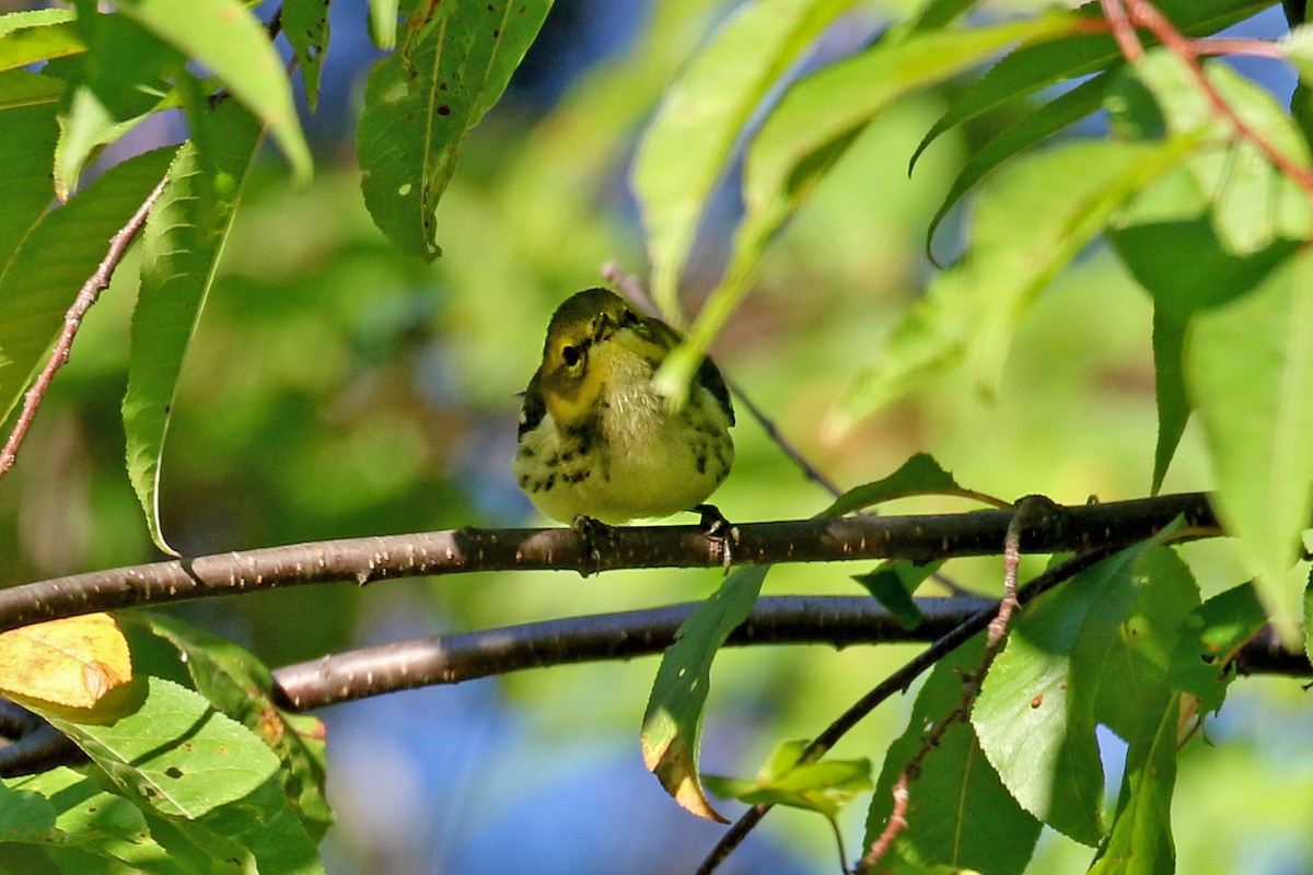Black-throated Green Warbler - ML640649839