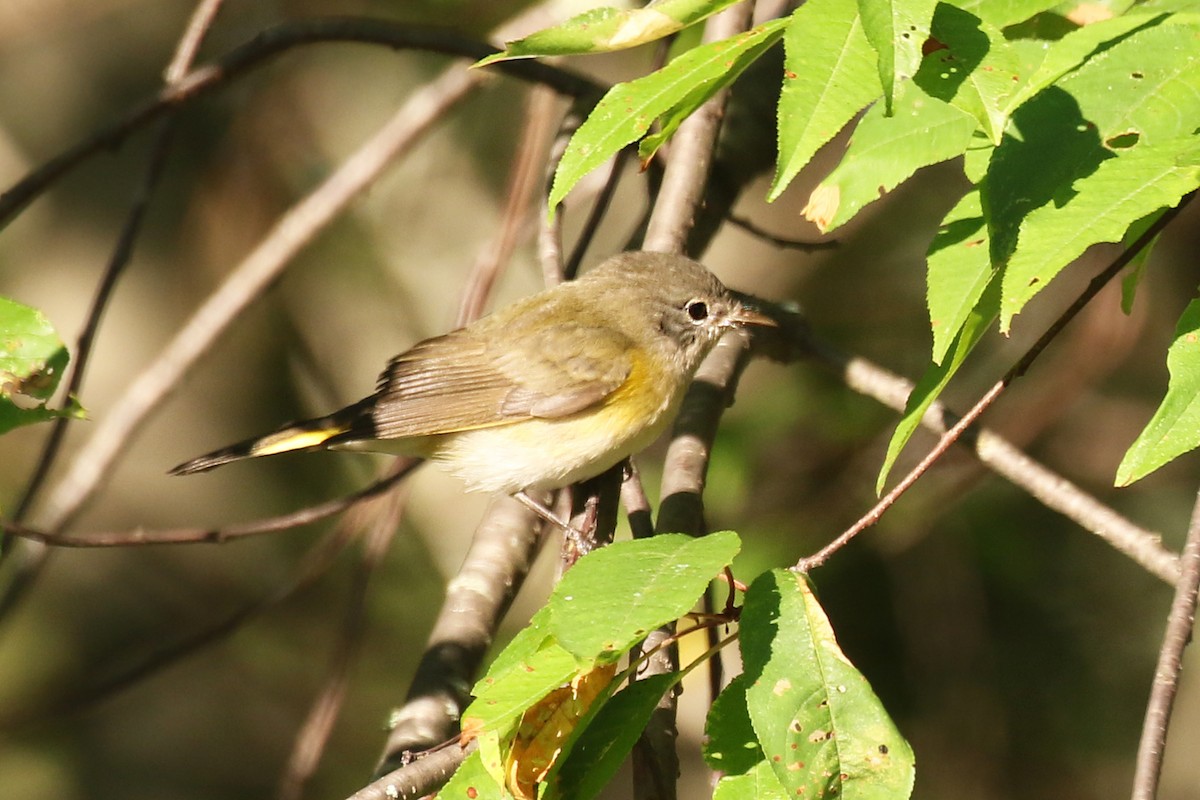 American Redstart - ML640649841