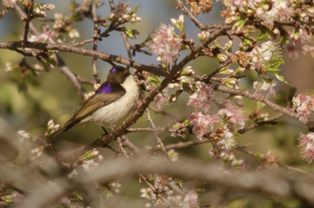 Suimanga Violeta - ML640649865