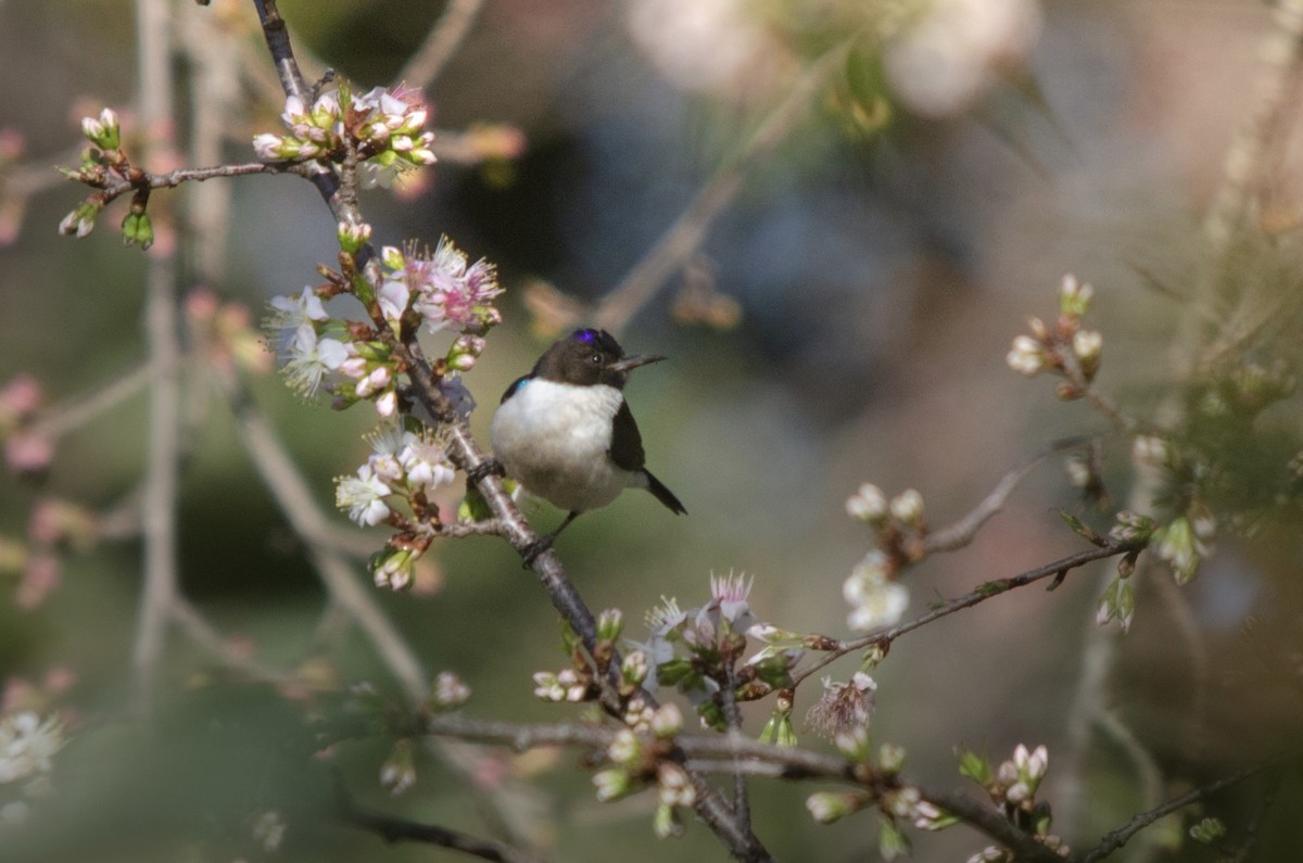 Suimanga Violeta - ML640649866