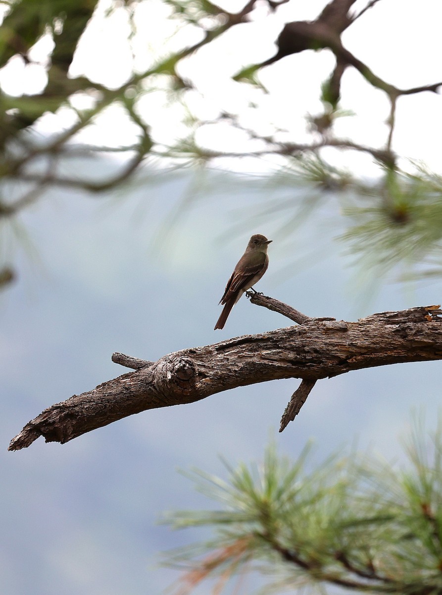 Western Wood-Pewee - ML640649890