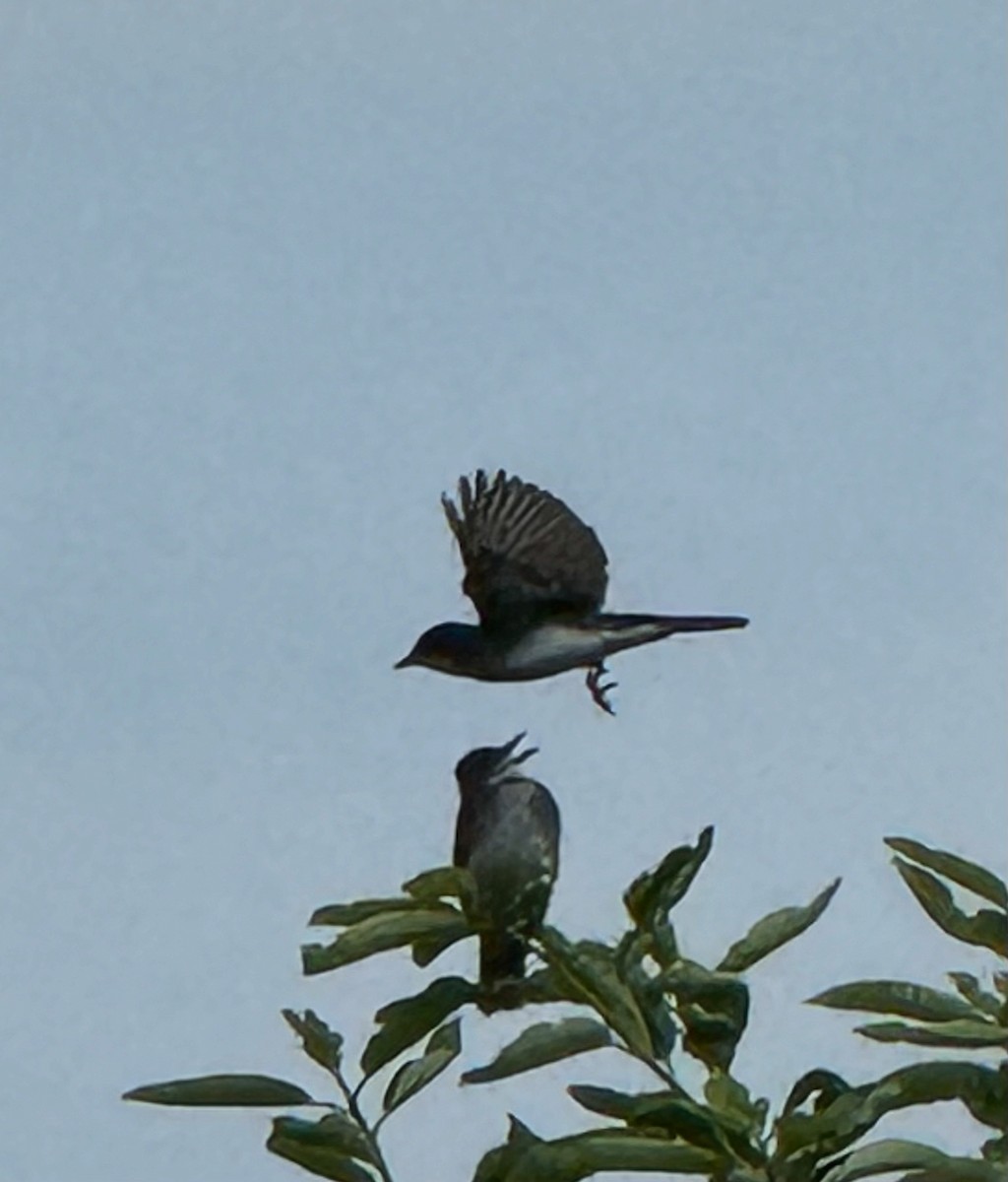 Eastern Kingbird - ML640649902