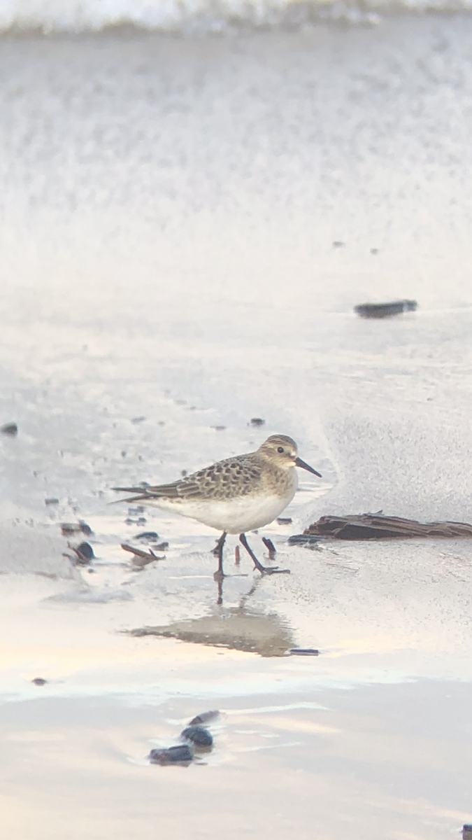 Baird's Sandpiper - ML640649912