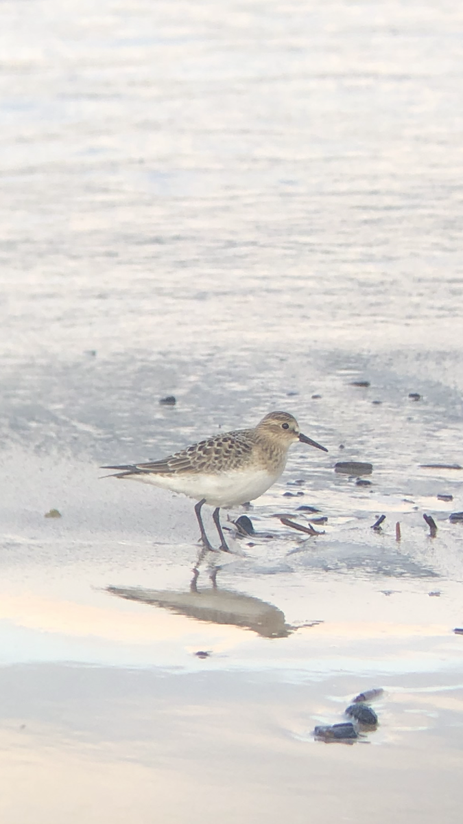 Baird's Sandpiper - ML640649913