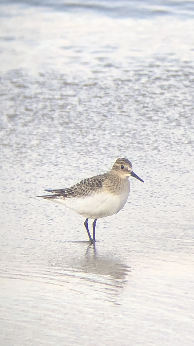 Baird's Sandpiper - ML640649914