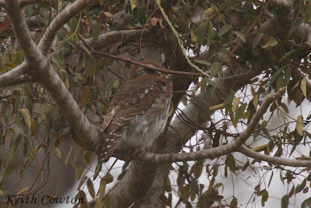 Pearl-spotted Owlet - ML640649939