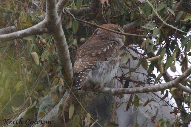 Pearl-spotted Owlet - ML640649940