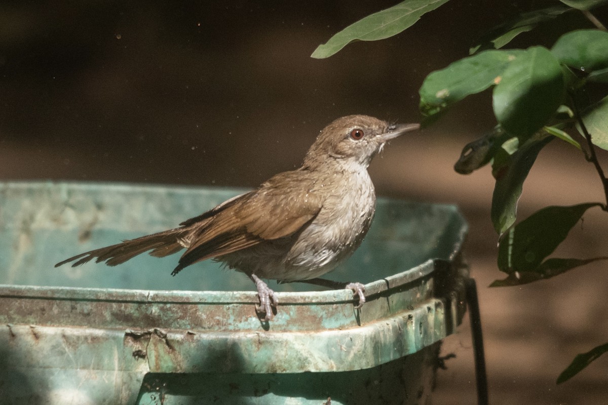 Terrestrial Brownbul - ML640649969