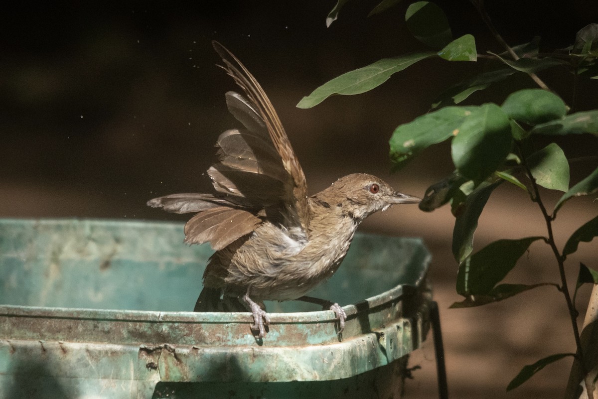 Terrestrial Brownbul - ML640649970