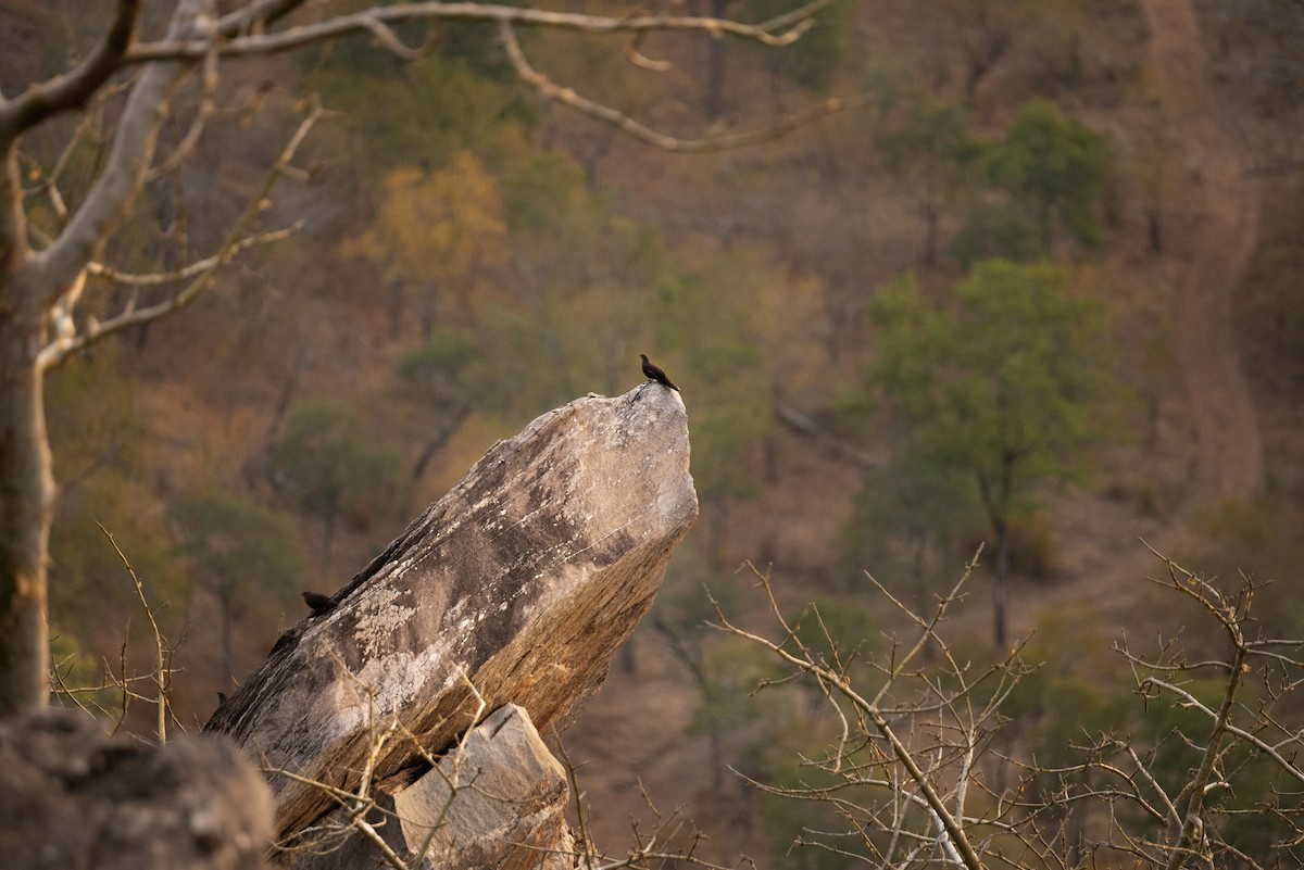 Boulder Chat - ML640650017