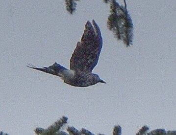 Northern Nutcracker - ML640650023