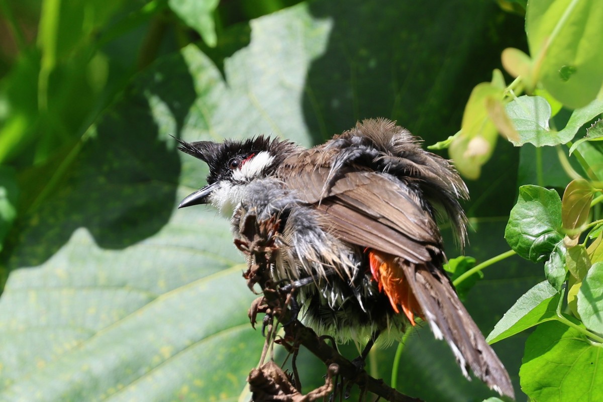Red-whiskered Bulbul - ML640650054