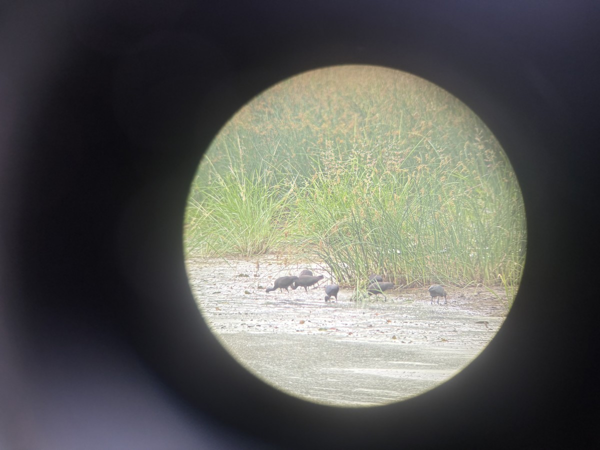Glossy Ibis - ML640650093