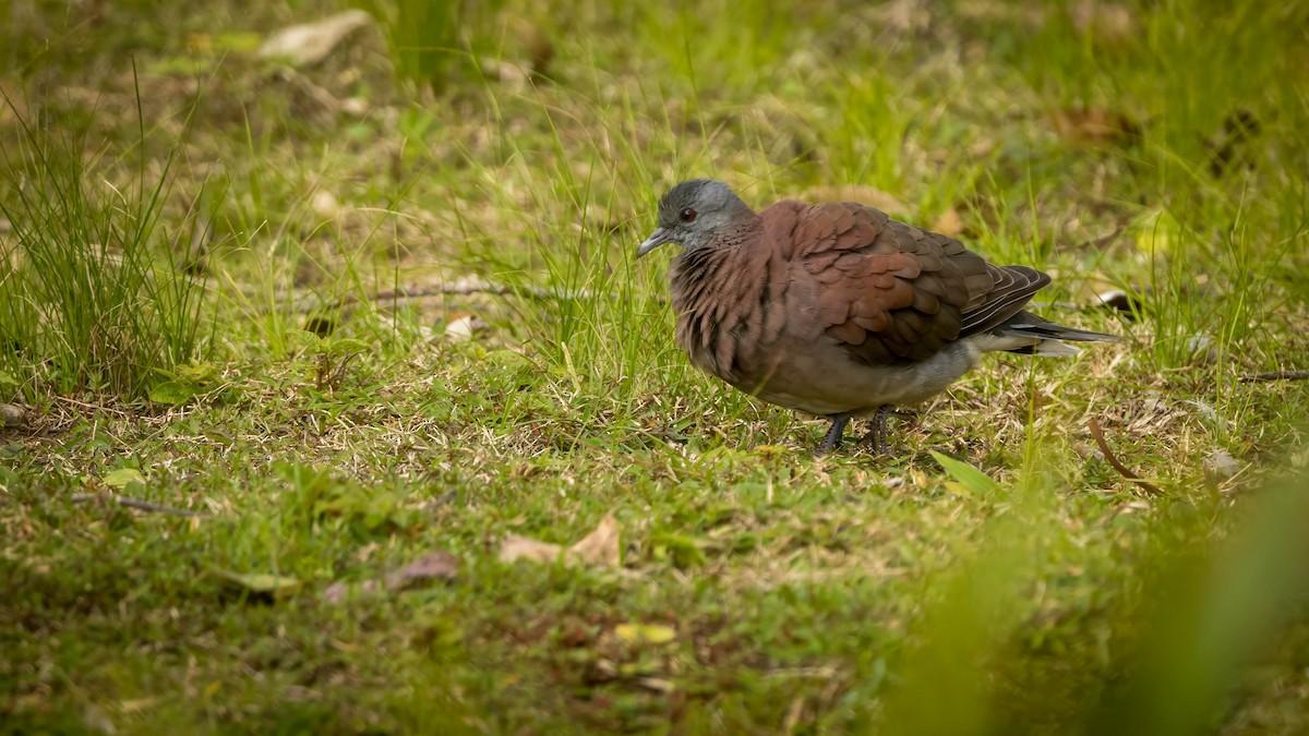 Malagasy Turtle-Dove - ML640650102