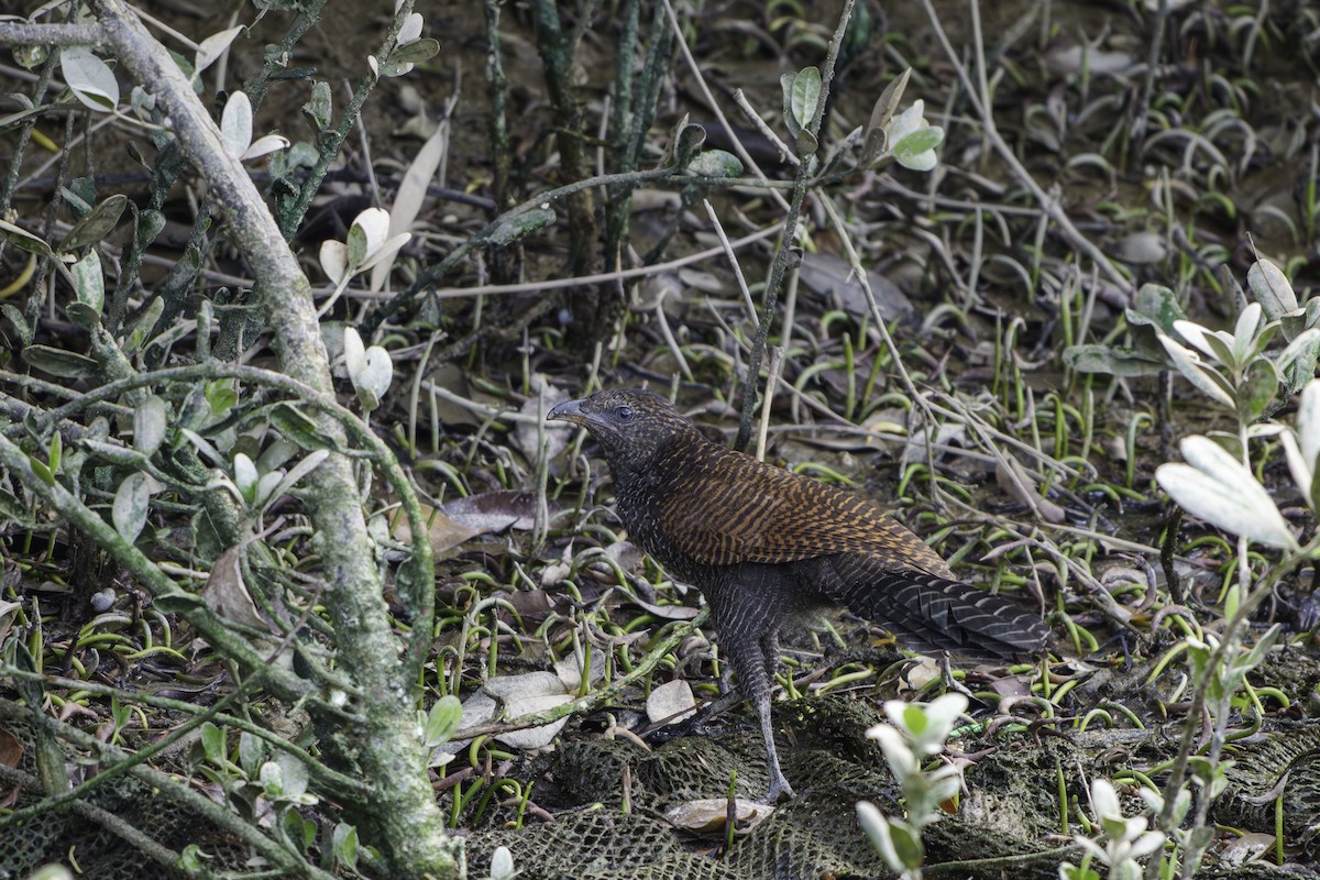 Greater Coucal - ML640650103