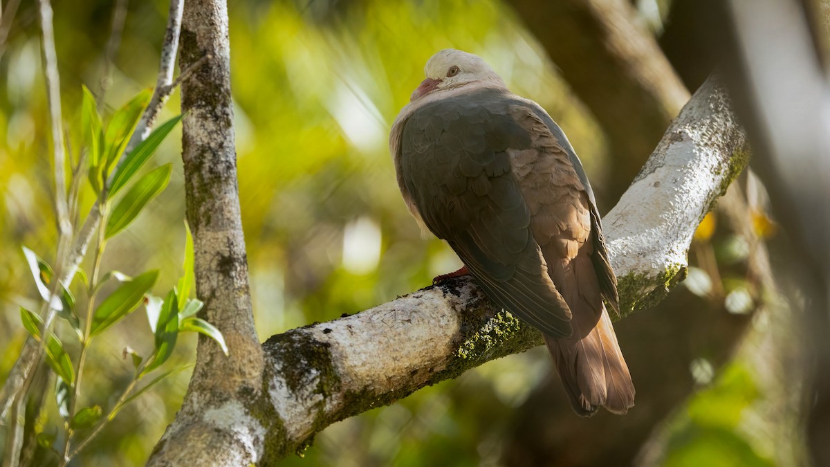 Pink Pigeon - ML640650107
