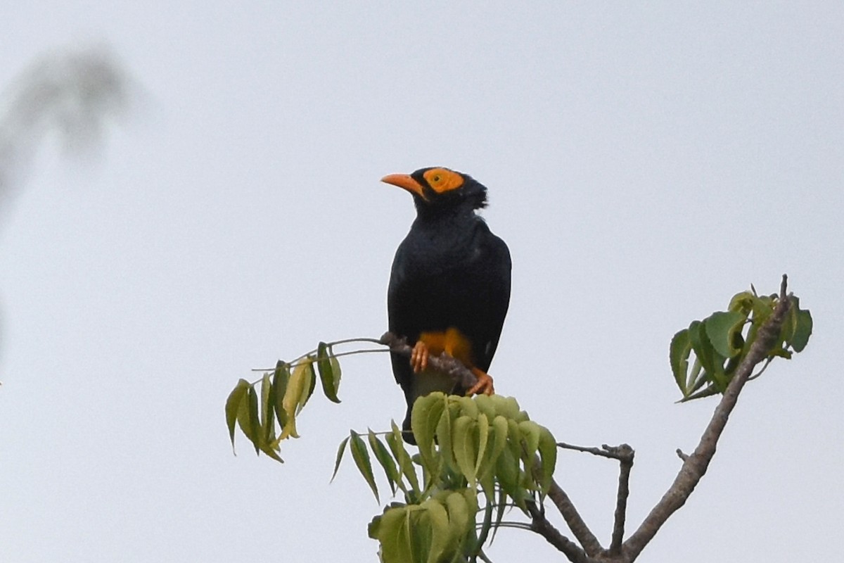 Yellow-faced Myna - ML640650111