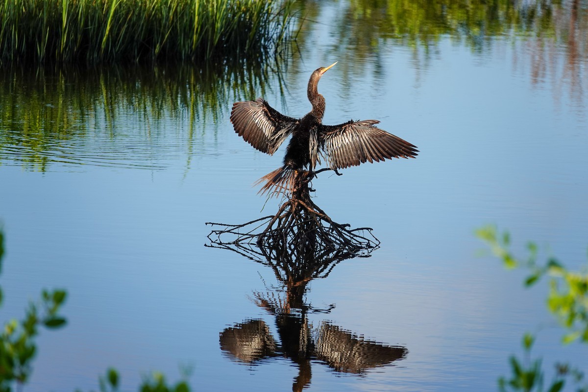 Anhinga - ML640650118