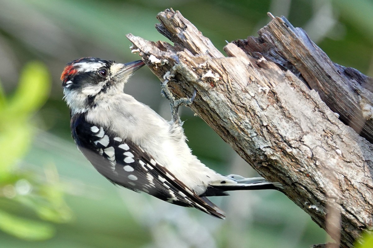 Downy Woodpecker - ML640650121