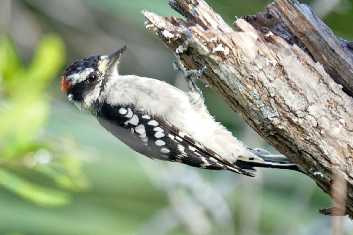 Downy Woodpecker - ML640650123